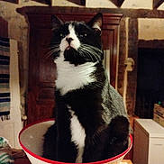 Astro a rejoint le concours — aidez-le/la à gagner de superbes lots ! animal, black_and_white, cabinet, cat, cone, cozy, curious, domestic_cat, ears, face, furniture, home, indoor, looking_up, pet, resting, table, tuxedo_cat, whiskers, wooden_beams