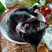 Astro participe au concours pour gagner de l'argent avec cette photo : animal, black_and_white, bowl, cat, cauliflower, close_up, countertop, cozy, curled_up, domestic_cat, eyes, fur, head, indoor, kitchen, pet, tomatoes, vegetables, whiskers