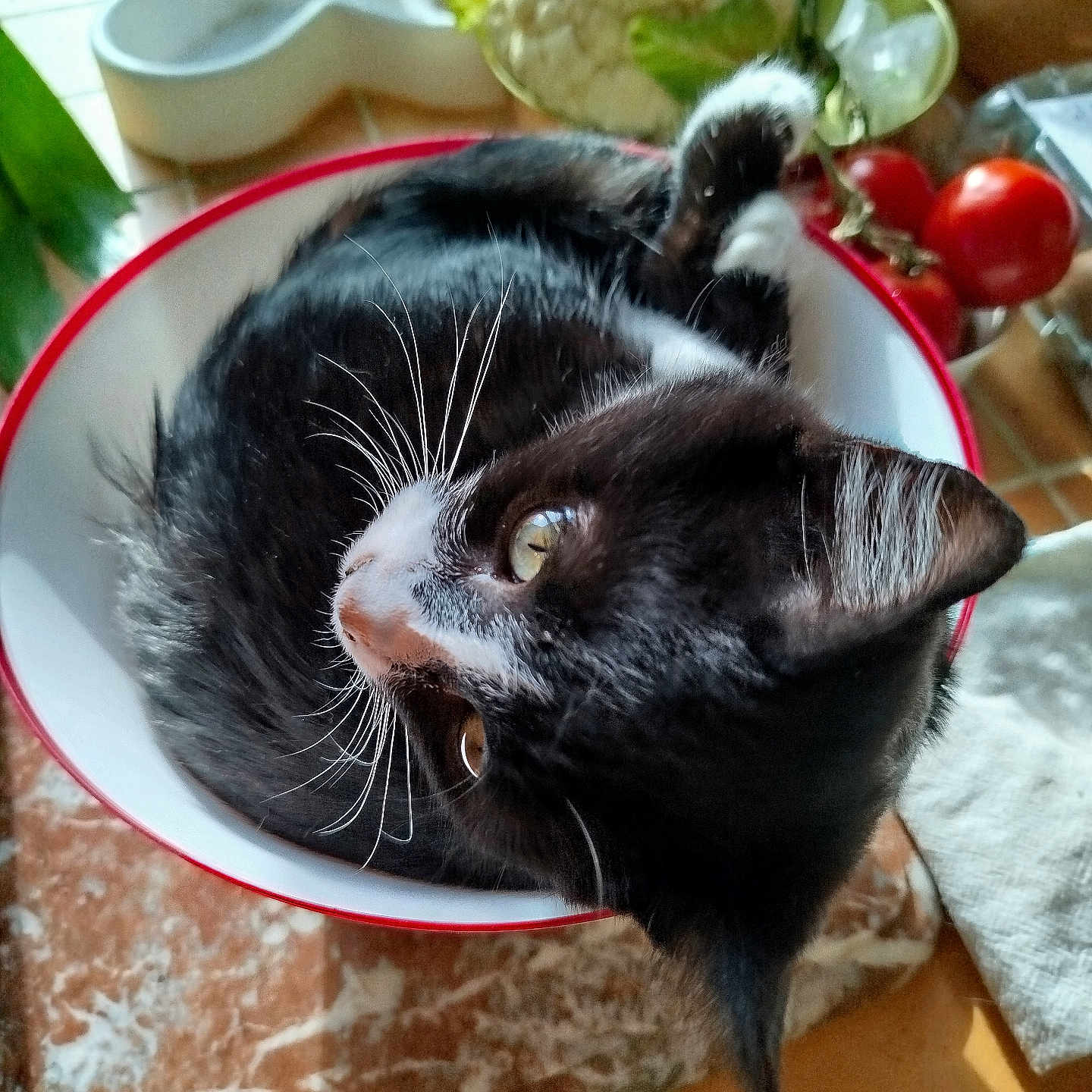 Astro participe au concours pour gagner de l'argent avec cette photo : animal, black_and_white, bowl, cat, cauliflower, close_up, countertop, cozy, curled_up, domestic_cat, eyes, fur, head, indoor, kitchen, pet, tomatoes, vegetables, whiskers