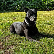 Jeannette Cudworth is registered to the contest to win money with this photo: alert, animal, black_dog, black_fur, bushes, collar, dog, garden, grass, greenery, lawn, lying_down, outdoor, pet, portrait, relaxed, short_hair, sitting, sunlight, sunny