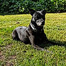 alert, animal, black_dog, black_fur, bushes, collar, dog, garden, grass, greenery, lawn, lying_down, outdoor, pet, portrait, relaxed, short_hair, sitting, sunlight, sunny