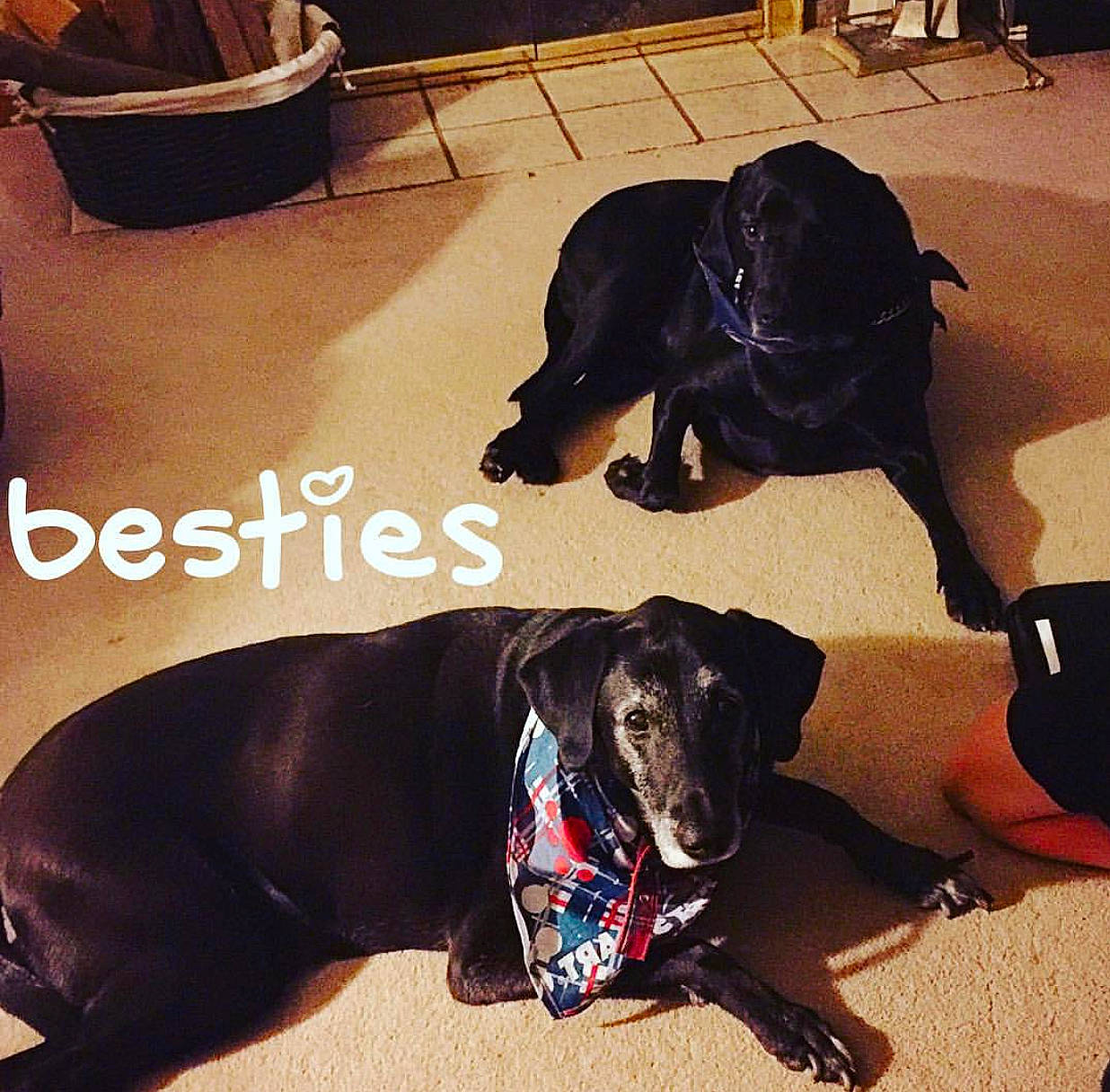 Midnight joined the competition — help win amazing prizes! black, carnivore, collar, comfort, companion_dog, dog, dog_breed, dog_collar, dog_supply, fashion_accessory, fawn, floor, flooring, leash, liver, mammal, pet_supply, snout, vertebrate, working_animal