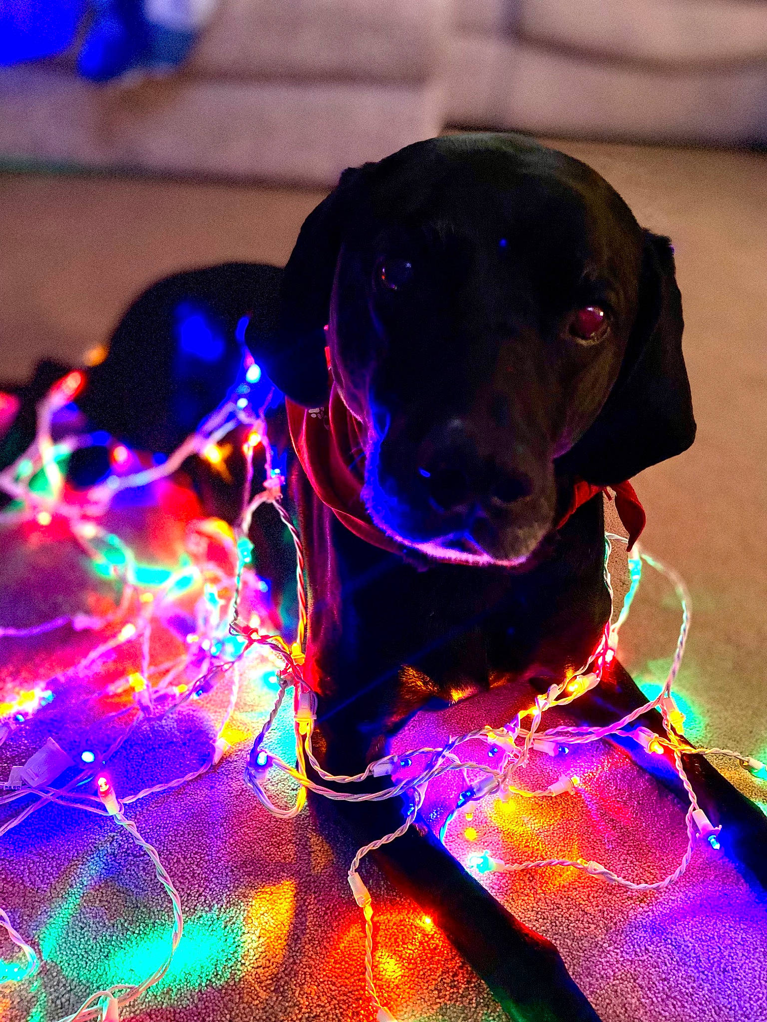 Midnight is registered to the contest to win money with this photo: automotive_lighting, blue, canidae, carnivore, circle, collar, companion_dog, dog, dog_breed, dog_collar, electric_blue, event, fawn, gun_dog, light, magenta, pet_supply, purple, visual_effect_lighting, working_animal