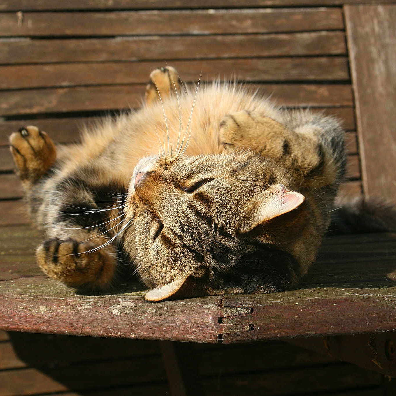 Twiglet is registered to the contest to win money with this photo: