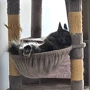 Silver a rejoint le concours — aidez-le/la à gagner de superbes lots ! cat, gray_cat, cat_tree, hammock, furniture, indoor, pet, relaxed, fluffy, paw, resting, cute, animal, feline, cozy, home, window_light, scratching_post, soft, sleepy