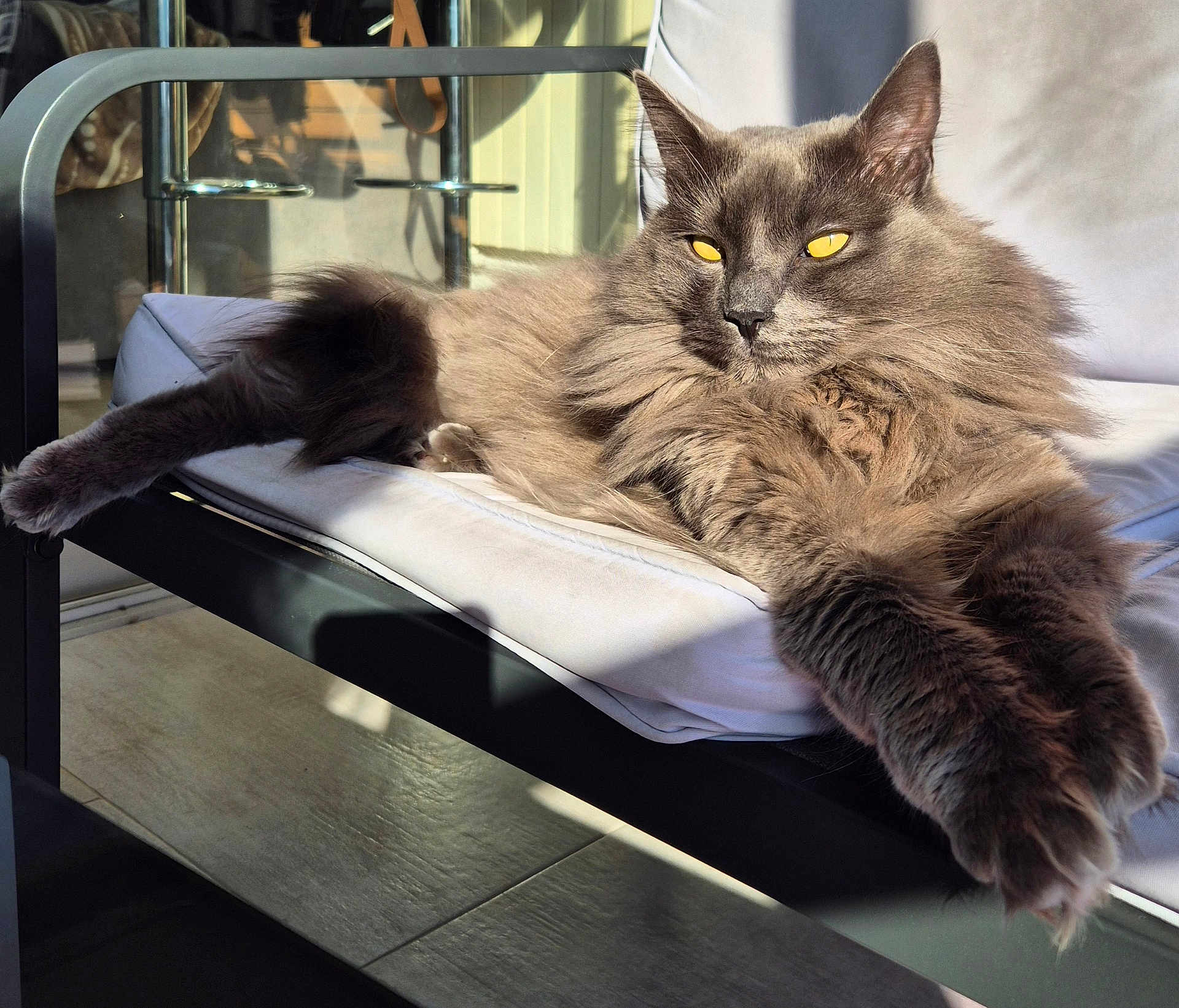 Silver participe au concours pour gagner de l'argent avec cette photo : cat, gray_cat, fluffy, long_hair, paws, chair, cushion, indoor, sunlight, relaxed, pet, feline, animal, golden_eyes, stretching, cozy, fur, whiskers, portrait, domestic_cat