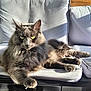 Silver a rejoint le concours — aidez-le/la à gagner de superbes lots ! cat, fluffy, gray, yellow_eyes, cushion, chair, sunlight, shadow, relaxed, pet, indoor, feline, whiskers, paw, fur, domestic_animal, cozy, portrait, resting, animal