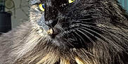 Lizzy is registered to the contest to win money with this photo: cat, black_cat, yellow_eyes, fluffy_fur, close_up, portrait, pet, animal, indoor, feline, whiskers, ear, face, fur_texture, domestic_cat, resting, looking_away, soft_light, shadow, majestic
