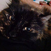 Lizzy is registered to the contest to win money with this photo: cat, tortoiseshell, close_up, resting, indoor, pet, feline, fur, ears, eyes, whiskers, household, blurred_background, cozy, dark, soft_focus, portrait, animal, companion, relaxation