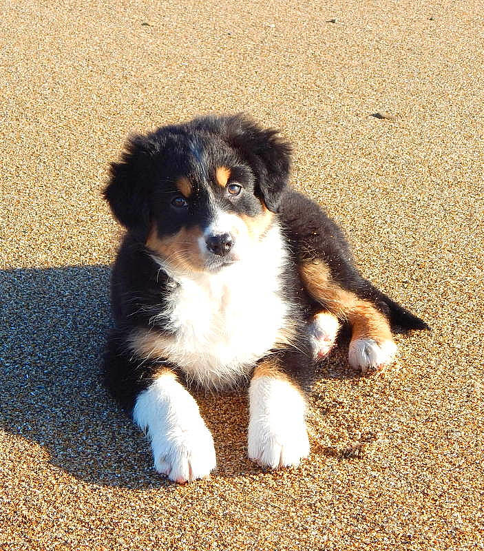 Thalie a rejoint le concours — aidez-le/la à gagner de superbes lots ! asphalt, australian_collie, australian_shepherd, bored, canidae, carnivore, companion_dog, dog, dog_breed, fur, herding_dog, miniature_australian_shepherd, paw, road_surface, shadow, soil, sporting_group, terrestrial_animal, toy_dog, working_dog