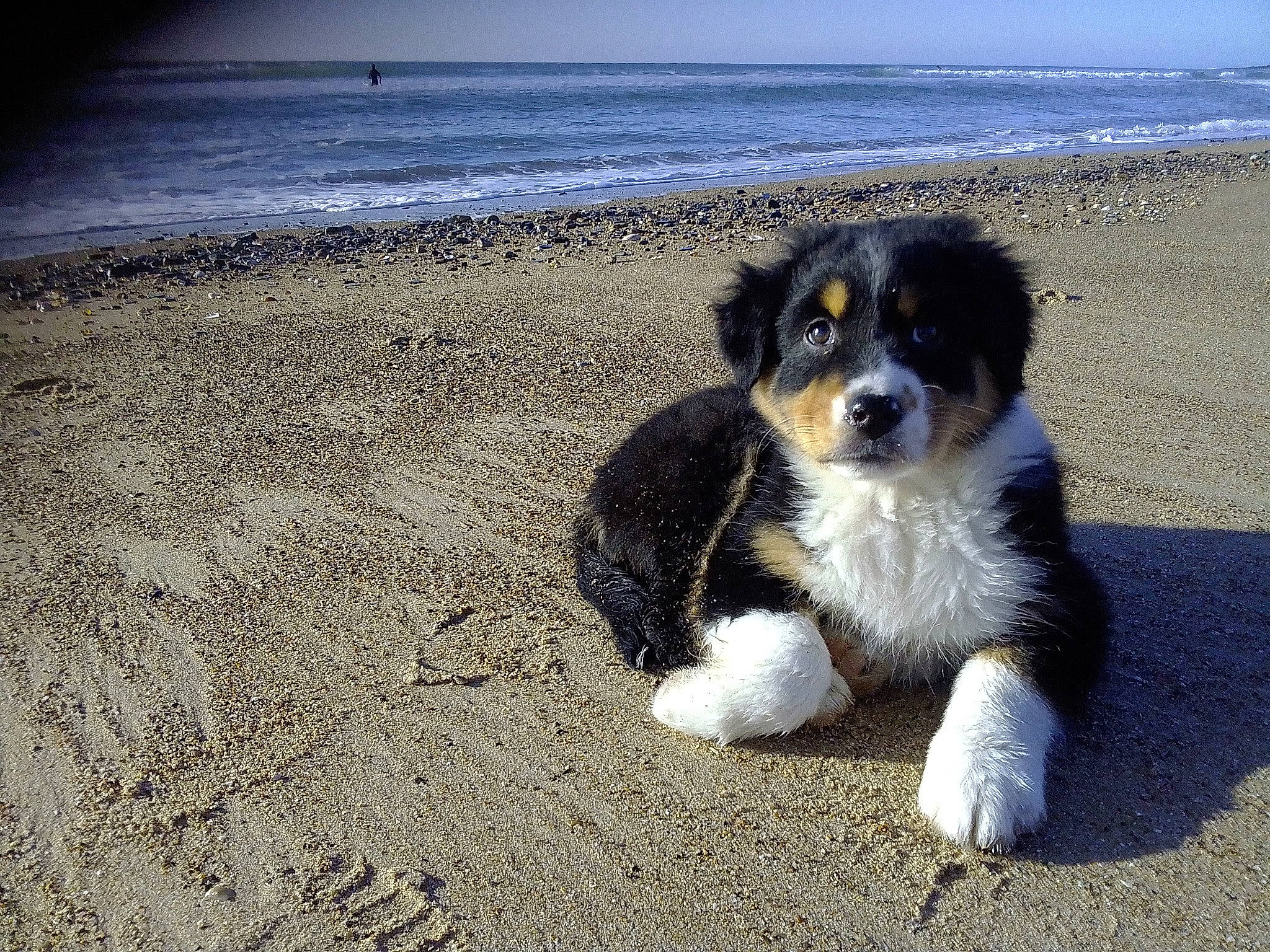 Thalie participe au concours pour gagner de l'argent avec cette photo : australian_shepherd, beach, body_of_water, canidae, carnivore, companion_dog, dog, dog_breed, fur, herding_dog, horizon, landscape, ocean, sky, soil, sporting_group, toy_dog, water, wind_wave, working_animal