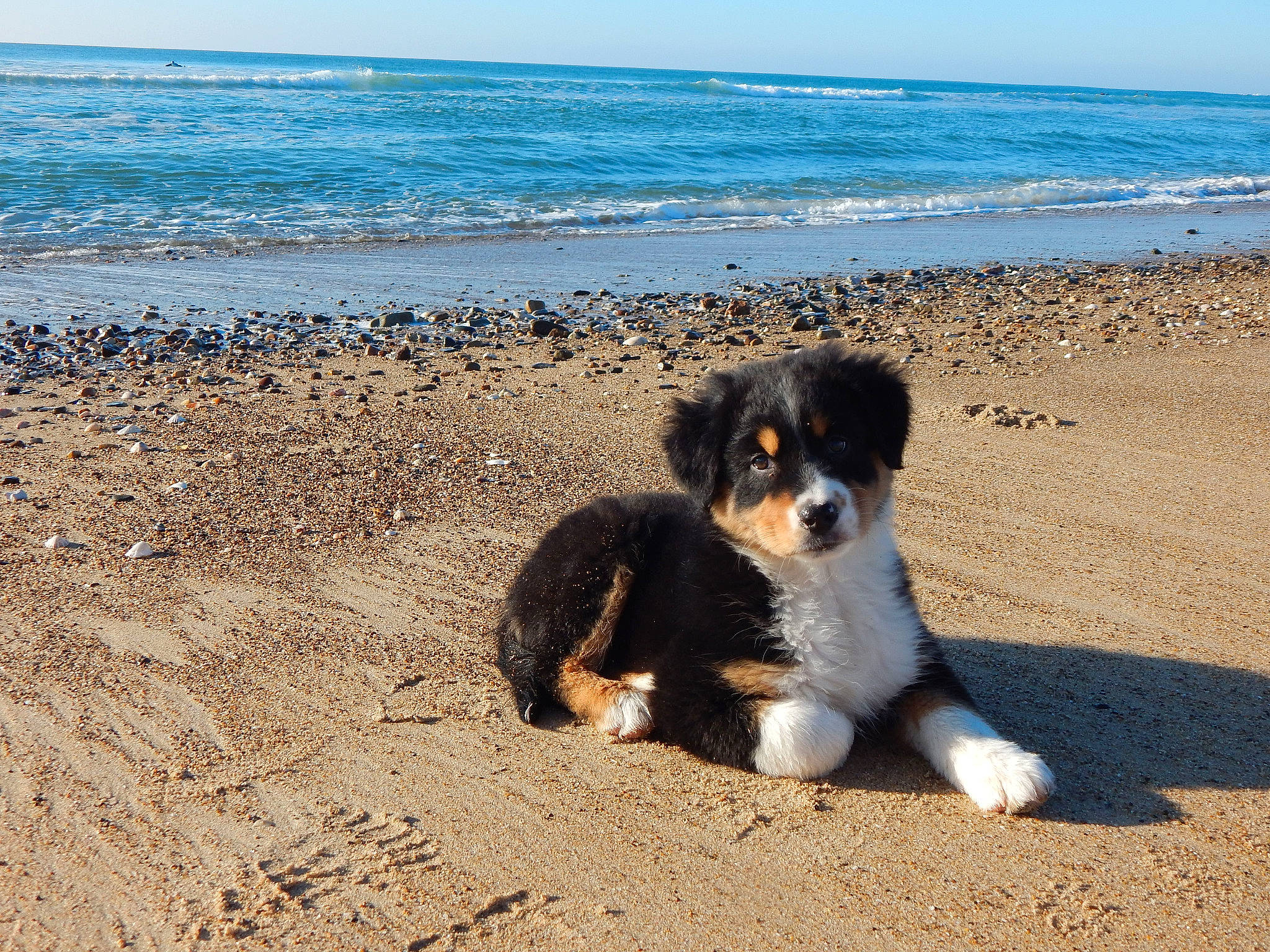 Thalie a rejoint le concours — aidez-le/la à gagner de superbes lots ! beach, canidae, carnivore, coast, coastal_and_oceanic_landforms, companion_dog, dog, dog_breed, herding_dog, horizon, landscape, ocean, sand, shore, sky, soil, sporting_group, water, wind_wave, working_animal