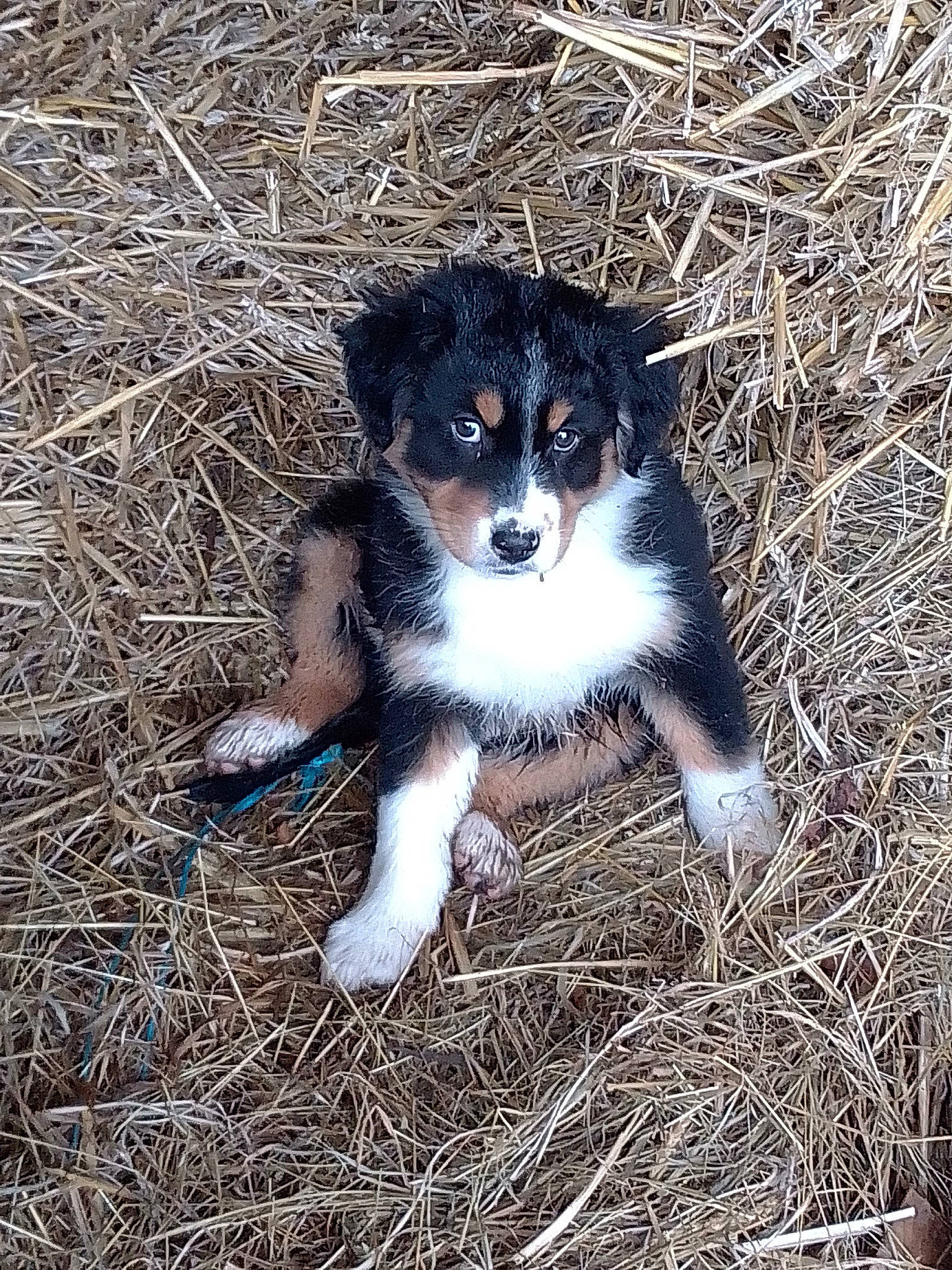 Thalie participe au concours pour gagner de l'argent avec cette photo : australian_collie, canidae, carnivore, companion_dog, dog, dog_breed, fur, grass, herding_dog, puppy, snout, soil, sporting_group, tail, terrestrial_animal, whiskers, working_animal, working_dog