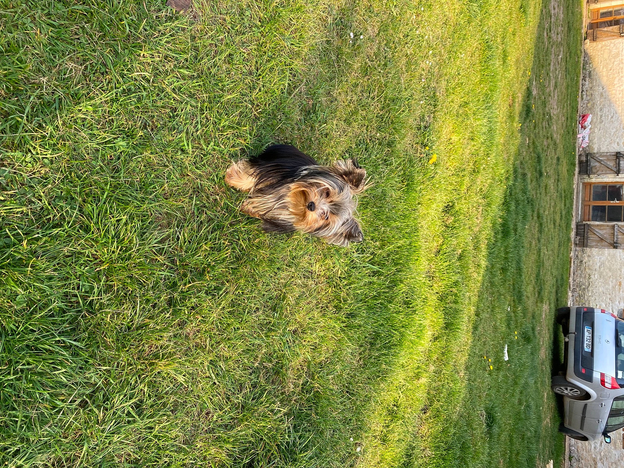 Laika a rejoint le concours — aidez-le/la à gagner de superbes lots ! art, carnivore, companion_dog, dog_breed, fawn, grass, grass_family, grassland, groundcover, lawn, mammal, people_in_nature, plant, sporting_group, tail, toy, trunk, vegetation, vertebrate, wood