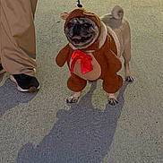 Ace joined the competition — help win amazing prizes! dog, pug, costume, animal, pet, leash, sidewalk, shadow, person, shoes, pants, night, outdoor, brown, red_bow, furry, cute, funny, walking, pet_costume
