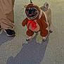 dog, pug, costume, animal, pet, leash, sidewalk, shadow, person, shoes, pants, night, outdoor, brown, red_bow, furry, cute, funny, walking, pet_costume
