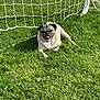 Ace joined the competition — help win amazing prizes! dog, pug, grass, soccer_net, outdoor, pet, animal, canine, resting, sunny, summer, playful, tongue_out, cute, smiling, leash, field, nature, daytime, fun