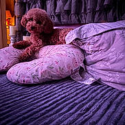Benny Hobbs is registered to the contest to win money with this photo: animal, bed, blanket, comfort, cozy, curtain, cute, dog, floral_pattern, fur, furniture, home, indoor, lamp, pet, pillow, purple, relaxing, resting, soft_lighting