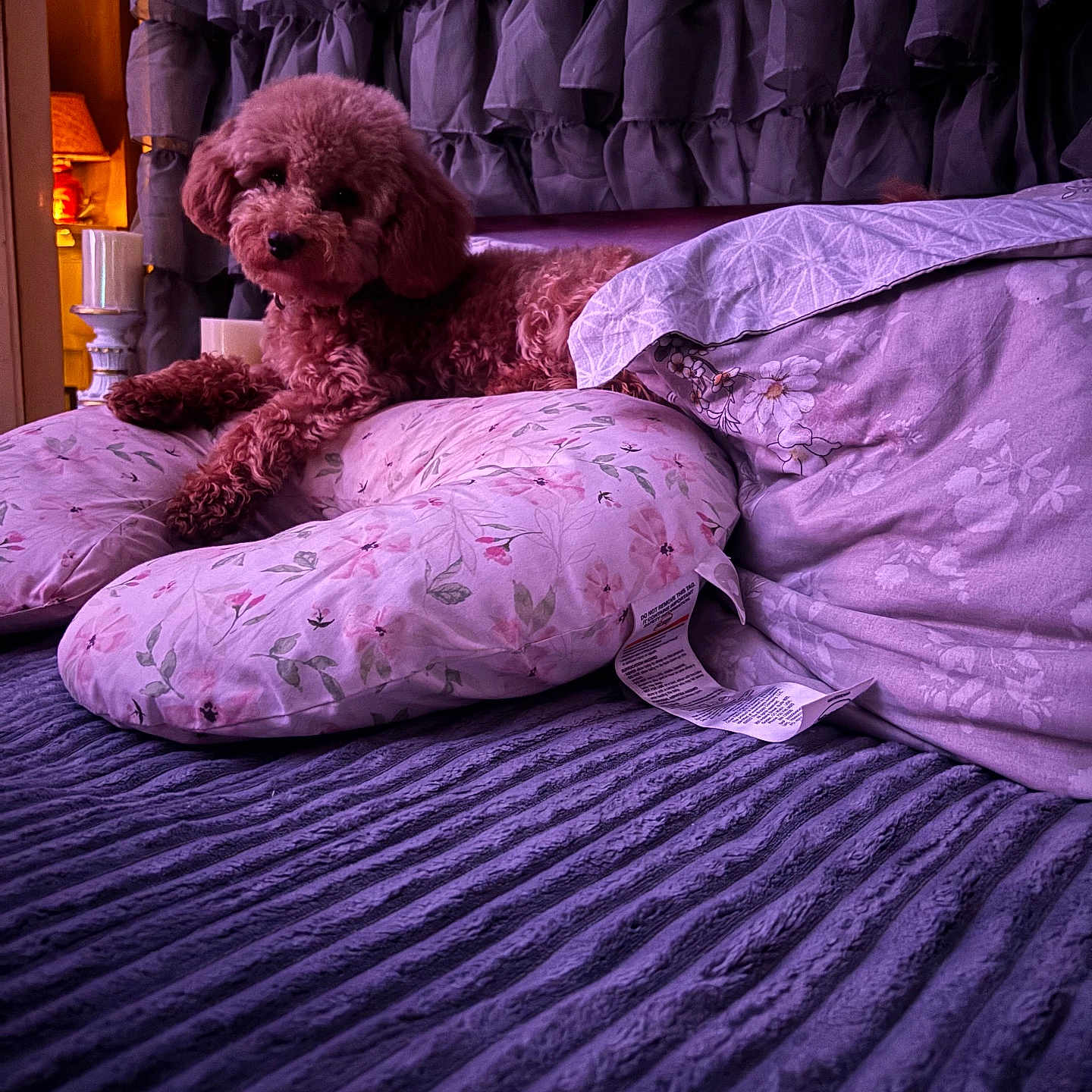 Benny Hobbs is registered to the contest to win money with this photo: animal, bed, blanket, comfort, cozy, curtain, cute, dog, floral_pattern, fur, furniture, home, indoor, lamp, pet, pillow, purple, relaxing, resting, soft_lighting