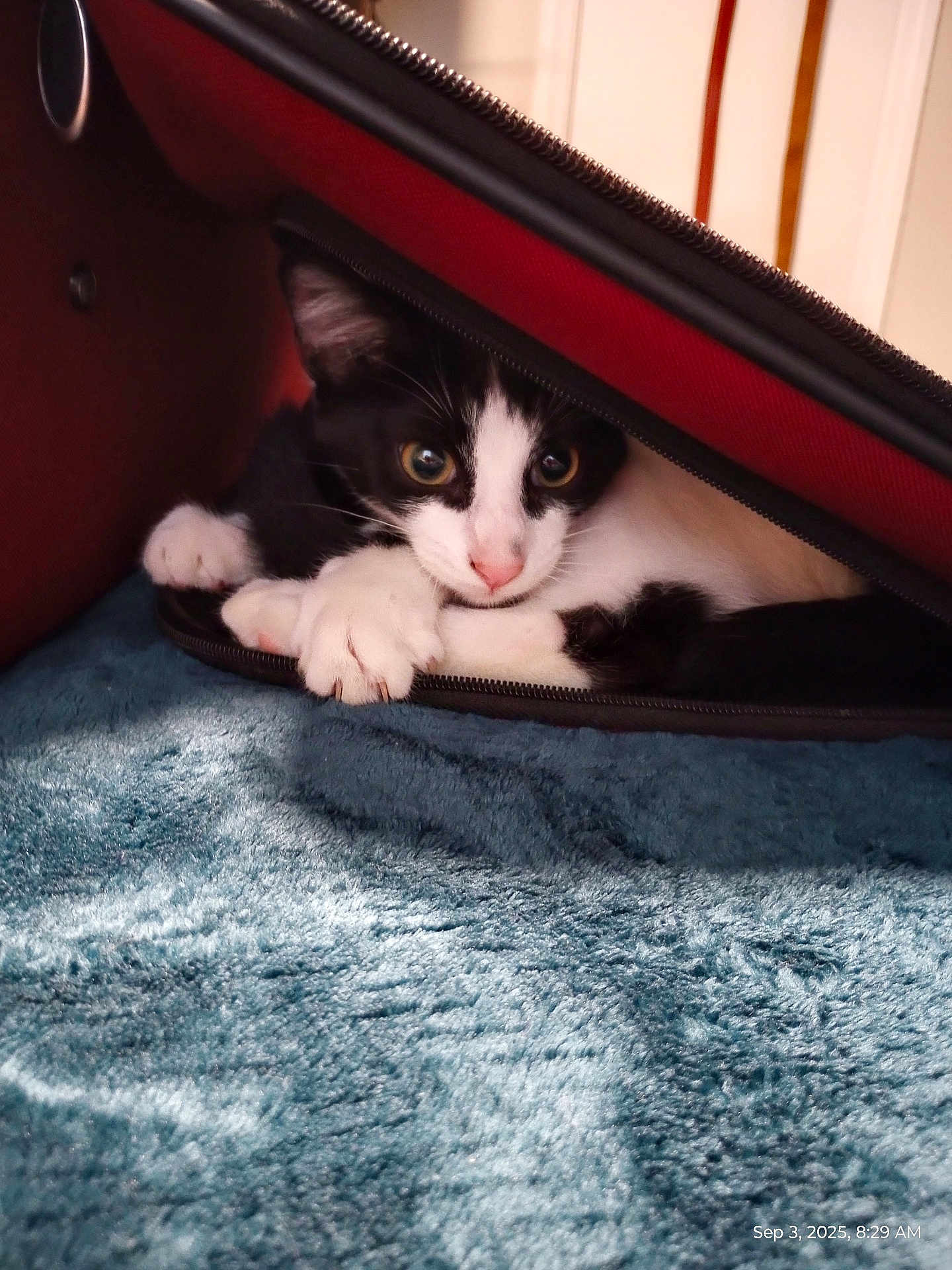 Scooby is registered to the contest to win money with this photo: kitten, cat, black_and_white, pet, animal, fur, whiskers, paw, zipper, bag, carpet, indoor, curious, cute, small, feline, resting, young, cozy, soft