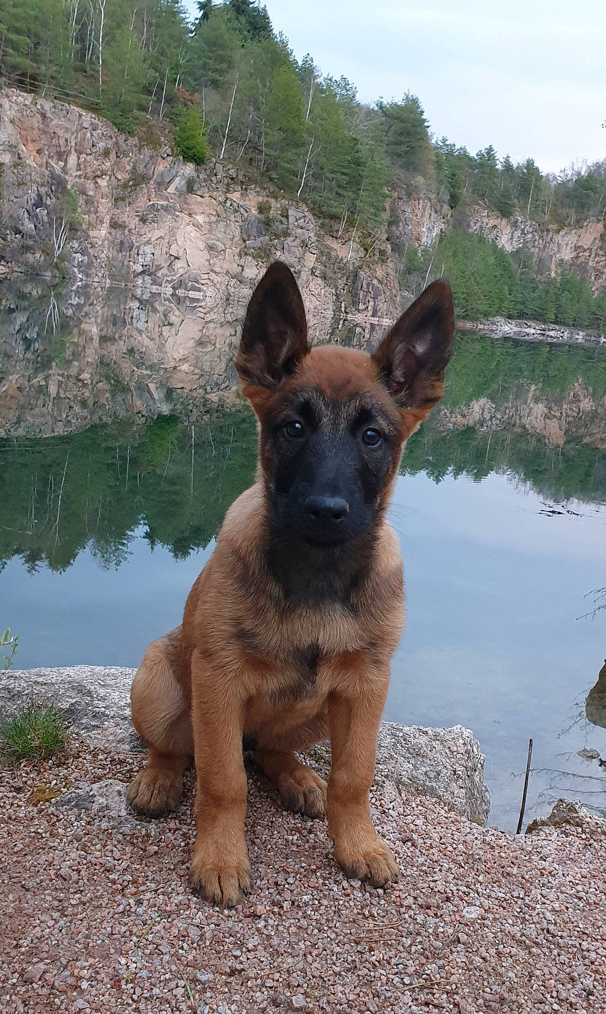 Phalko a rejoint le concours — aidez-le/la à gagner de superbes lots ! belgian_shepherd, belgian_shepherd_malinois, canidae, carnivore, dog, dog_breed, east_european_shepherd, fawn, german_shepherd_dog, king_shepherd, kunming_wolfdog, laekenois, mammal, old_german_shepherd_dog, rare_breed_dog, snout, vertebrate, working_dog