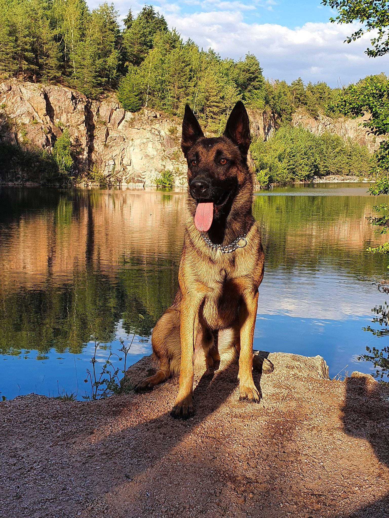 Phalko participe au concours pour gagner de l'argent avec cette photo : belgian_shepherd, belgian_shepherd_malinois, bohemian_shepherd, canidae, carnivore, dog, dog_breed, east_european_shepherd, german_shepherd_dog, king_shepherd, kunming_wolfdog, mammal, old_german_shepherd_dog, rare_breed_dog, reflection, shiloh_shepherd_dog, sporting_group, tree, vertebrate, working_dog