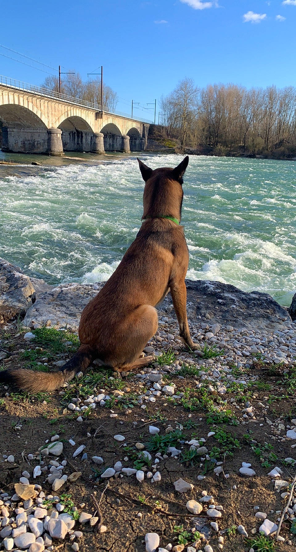 Roky participe au concours pour gagner de l'argent avec cette photo : airedale_terrier, canidae, carnivore, collar, companion_dog, dog, dog_breed, east_european_shepherd, fawn, grass, landscape, reservoir, rock, sky, sporting_group, tail, tree, water, wood, working_animal