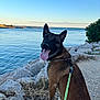 Roky a rejoint le concours — aidez-le/la à gagner de superbes lots ! black_fur, brown_fur, canine, coast, collar, dog, grass, happy, leash, nature, outdoor, path, pet, rock, scenic, sitting, sky, sunlight, tongue_out, water