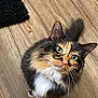 Mazikeen is registered to the contest to win money with this photo: cat, calico, green_eyes, fluffy, pet, indoor, wooden_floor, tail, curious, looking_up, animal, feline, cute, whiskers, ears, fur, domestic_cat, house_pet, soft, blur