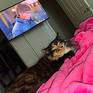 Mazikeen joined the competition — help win amazing prizes! cat, sleeping, pink_blanket, indoor, television, man_on_tv, door, clothes_rack, wall, cable, furniture, relaxation, pet, fur, cozy, home, comfort, animal, resting, bed