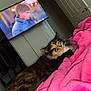 cat, sleeping, pink_blanket, indoor, television, man_on_tv, door, clothes_rack, wall, cable, furniture, relaxation, pet, fur, cozy, home, comfort, animal, resting, bed