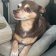 Pepe joined the competition — help win amazing prizes! dog, pet_bed, car_seat, small_dog, brown_dog, tan_dog, short_hair, seatbelt, leather_seat, animal, domestic_animal, resting, indoors, transportation, vehicle_interior, paw, cute, calm, side_view, travel