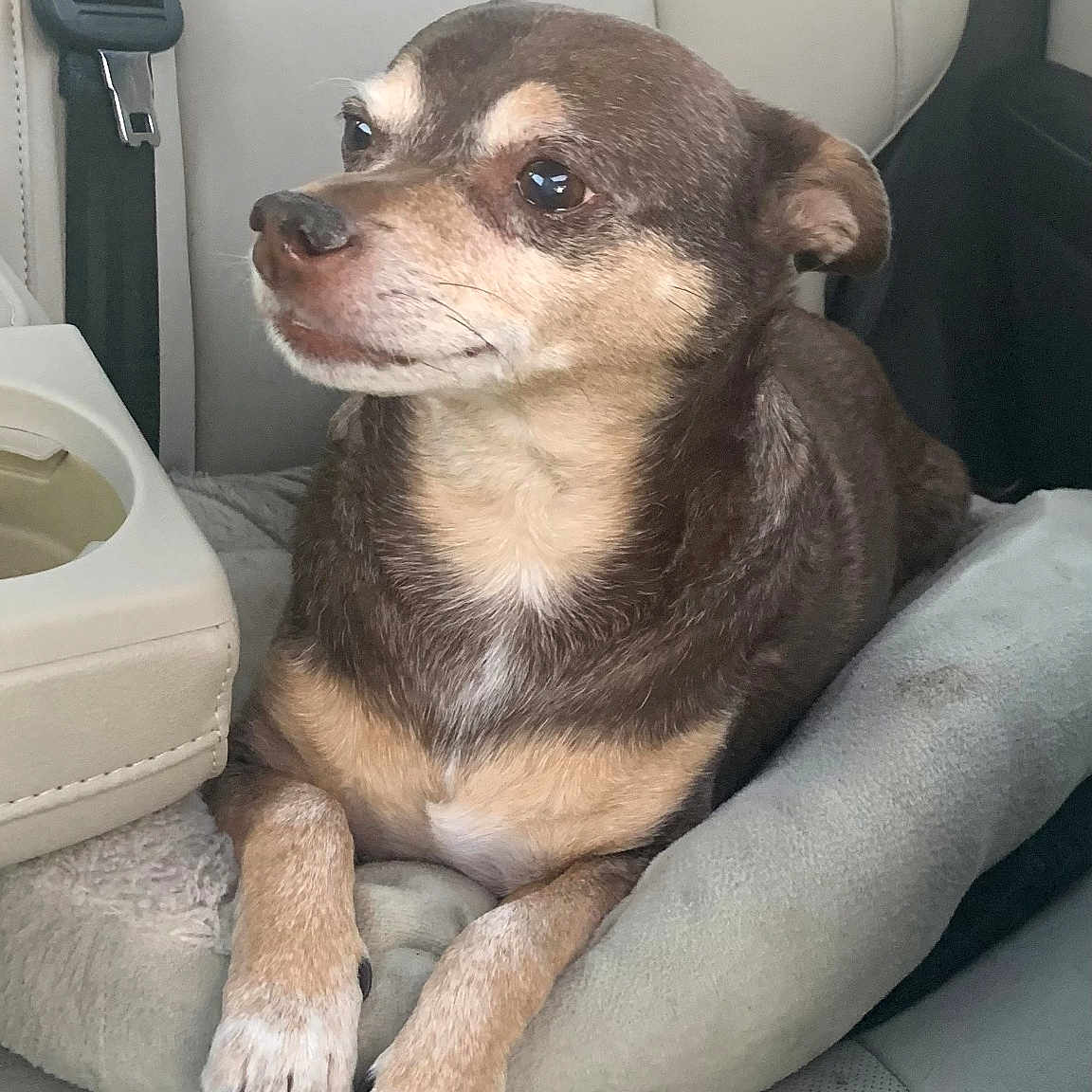 Pepe joined the competition — help win amazing prizes! dog, pet_bed, car_seat, small_dog, brown_dog, tan_dog, short_hair, seatbelt, leather_seat, animal, domestic_animal, resting, indoors, transportation, vehicle_interior, paw, cute, calm, side_view, travel
