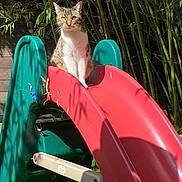 Zoia a rejoint le concours — aidez-le/la à gagner de superbes lots ! cat, tabby, slide, playground, outdoor, greenery, bamboo, ivy, sunlight, pet, animal, plastic_slide, nature, garden, daylight, feline, curious, sitting, shadow, colorful