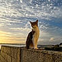 Zoia participe au concours pour gagner de l'argent avec cette photo : cat, tabby_cat, sunset, sky, clouds, stone_wall, outdoor, nature, animal, water, scenic, landscape, serene, feline, pet, sunlight, evening, calm, quiet, peaceful