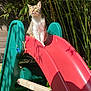 cat, tabby, slide, playground, plastic_slide, outdoor, garden, bamboo, foliage, sunlight, shadow, greenery, pet, animal, daylight, curious, sitting, nature, backyard, child_equipment