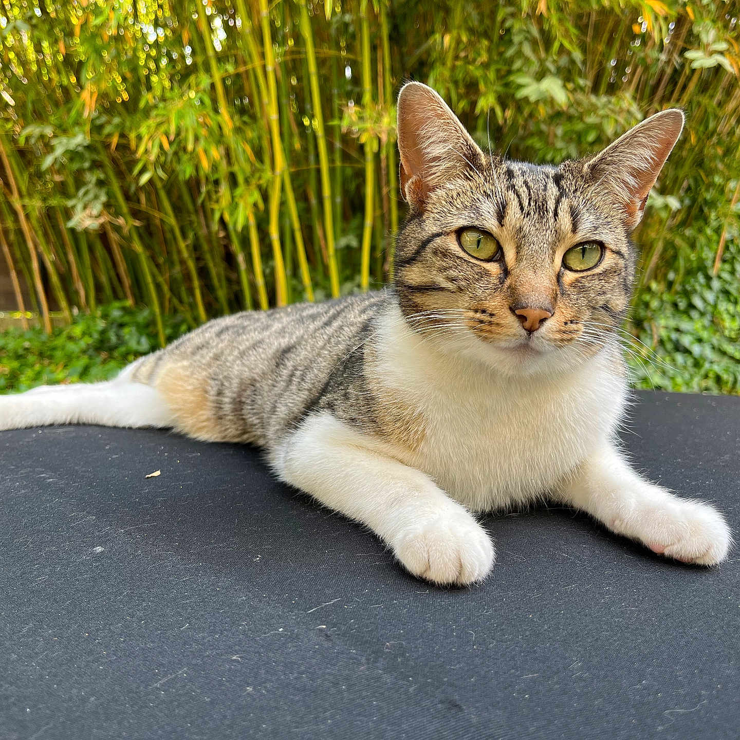 Zoia a rejoint le concours — aidez-le/la à gagner de superbes lots ! animal, bamboo, black_surface, cat, closeup, ears, eyes, face, fur, garden, greenery, laying_down, nature, outdoor, paws, pet, relaxed, sunlight, tabby_cat, whiskers
