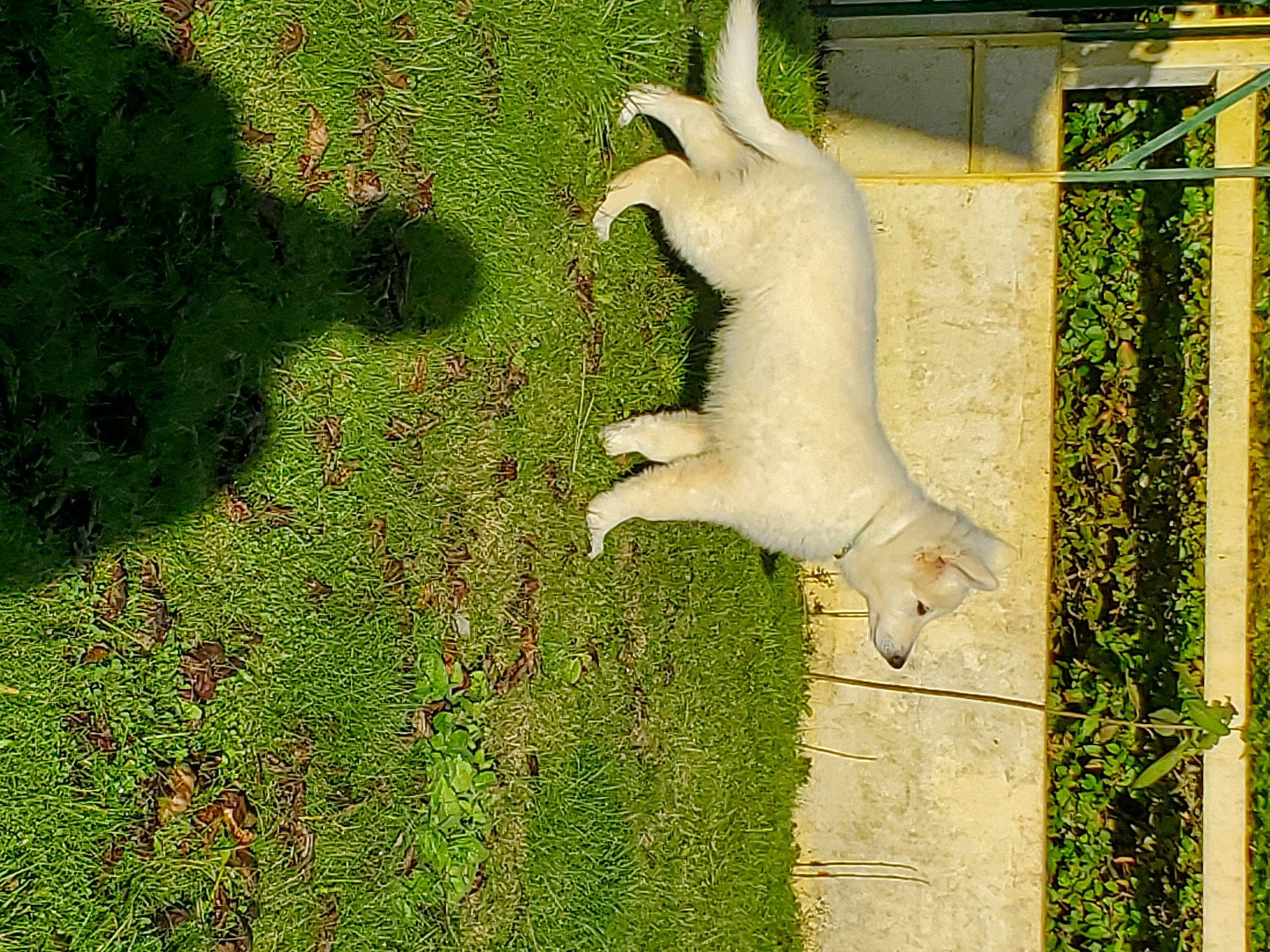 Sonny a rejoint le concours — aidez-le/la à gagner de superbes lots ! art, beak, cockatoo, fawn, garden, grass, groundcover, hare, herb, pasture, plant, sculpture, shrub, sulphur_crested_cockatoo, tail, terrestrial_animal, tree, trunk, wood, yard