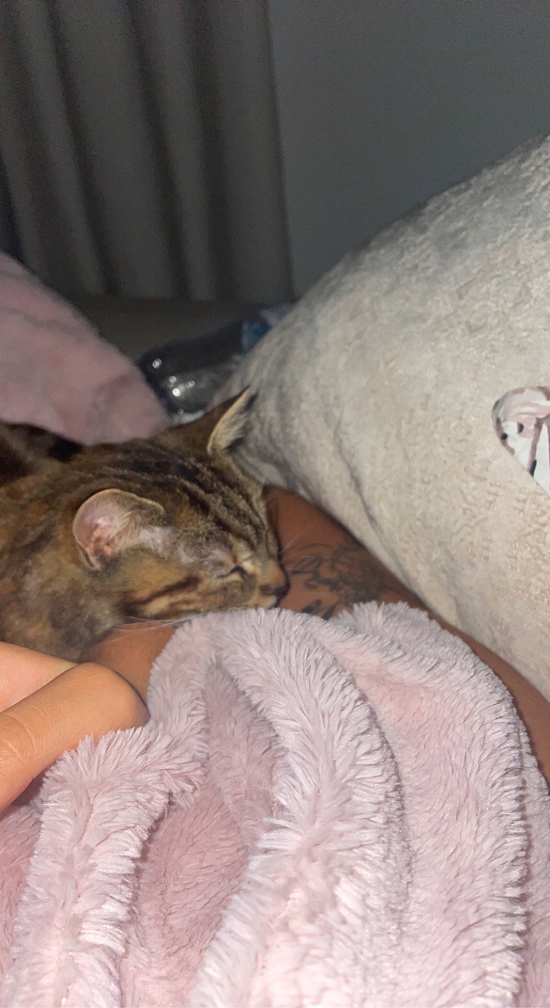 Agathe participe au concours pour gagner de l'argent avec cette photo : bed, bedding, blanket, carnivore, cat, claw, comfort, domestic_short_haired_cat, fawn, felidae, fur, human_leg, lap, linens, nail, nap, sleep, small_to_medium_sized_cats, whiskers