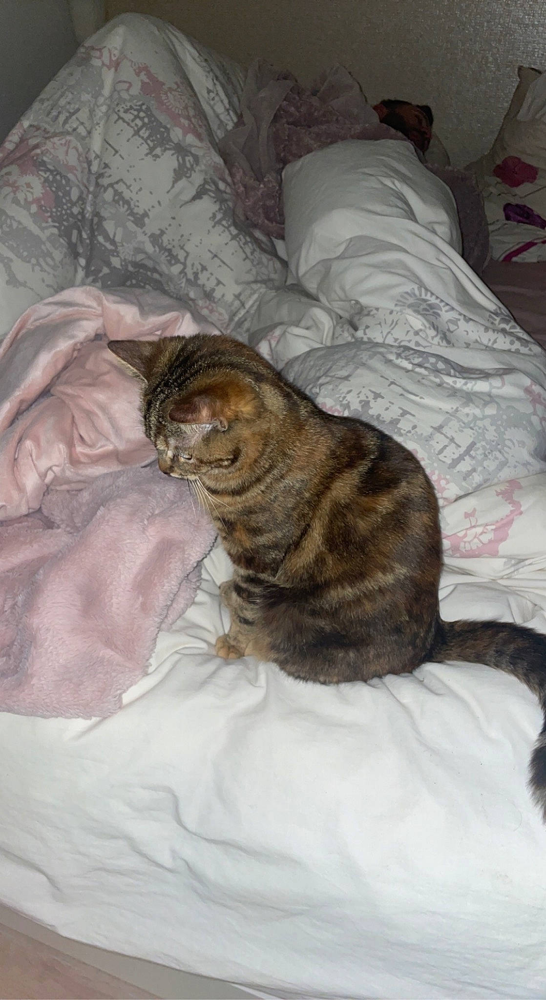 Agathe a rejoint le concours — aidez-le/la à gagner de superbes lots ! bed, bed_sheet, bedding, bedroom, carnivore, cat, comfort, dog_breed, domestic_short_haired_cat, duvet, fawn, felidae, fur, linens, small_to_medium_sized_cats, tail, terrestrial_animal, textile, vertebrate, whiskers