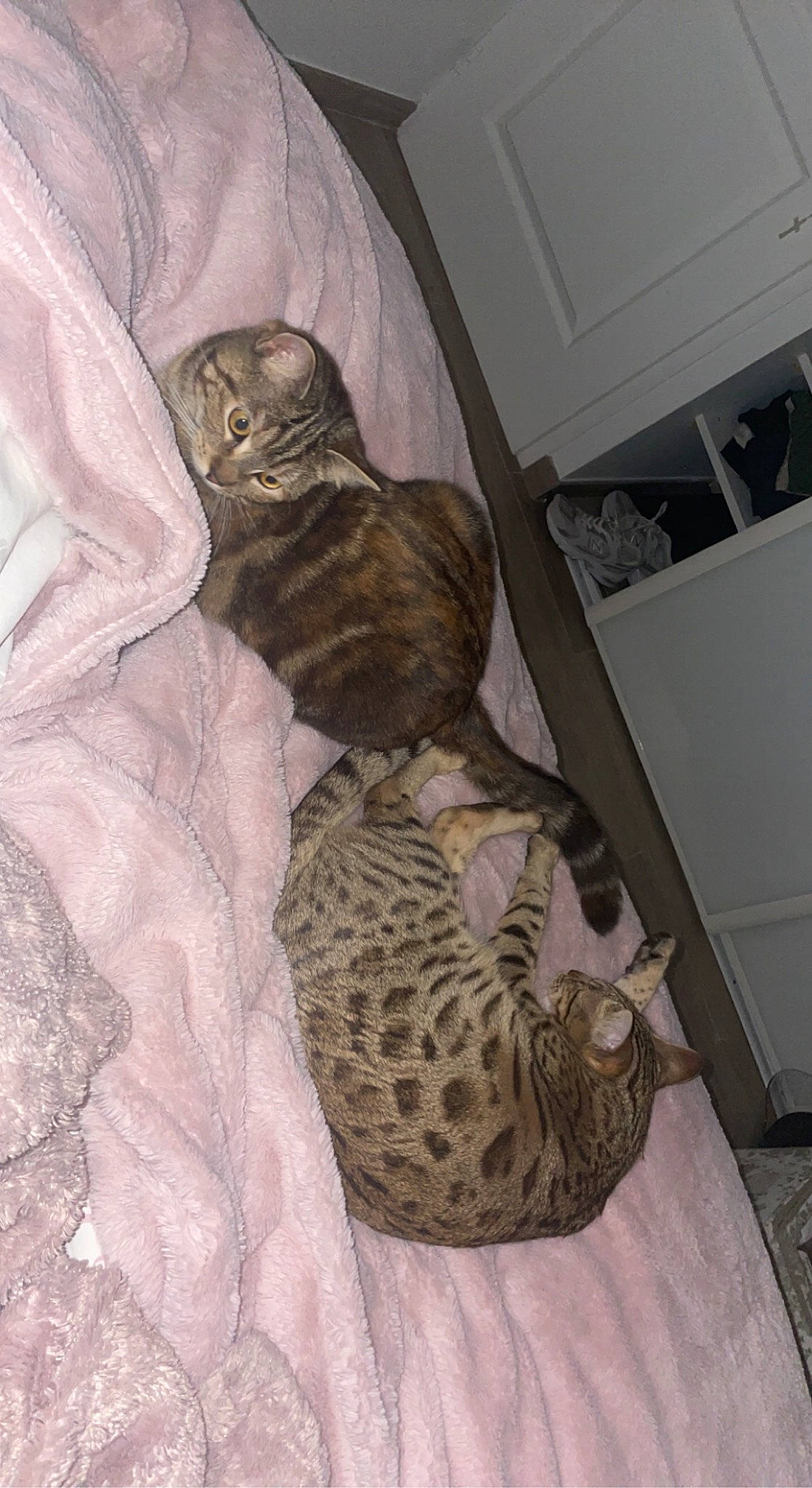 Agathe a rejoint le concours — aidez-le/la à gagner de superbes lots ! bed, carnivore, cat, cat_bed, cat_supply, comfort, domestic_short_haired_cat, fawn, felidae, fur, grey, hardwood, linens, military_camouflage, pattern, room, small_to_medium_sized_cats, tail, terrestrial_animal, whiskers