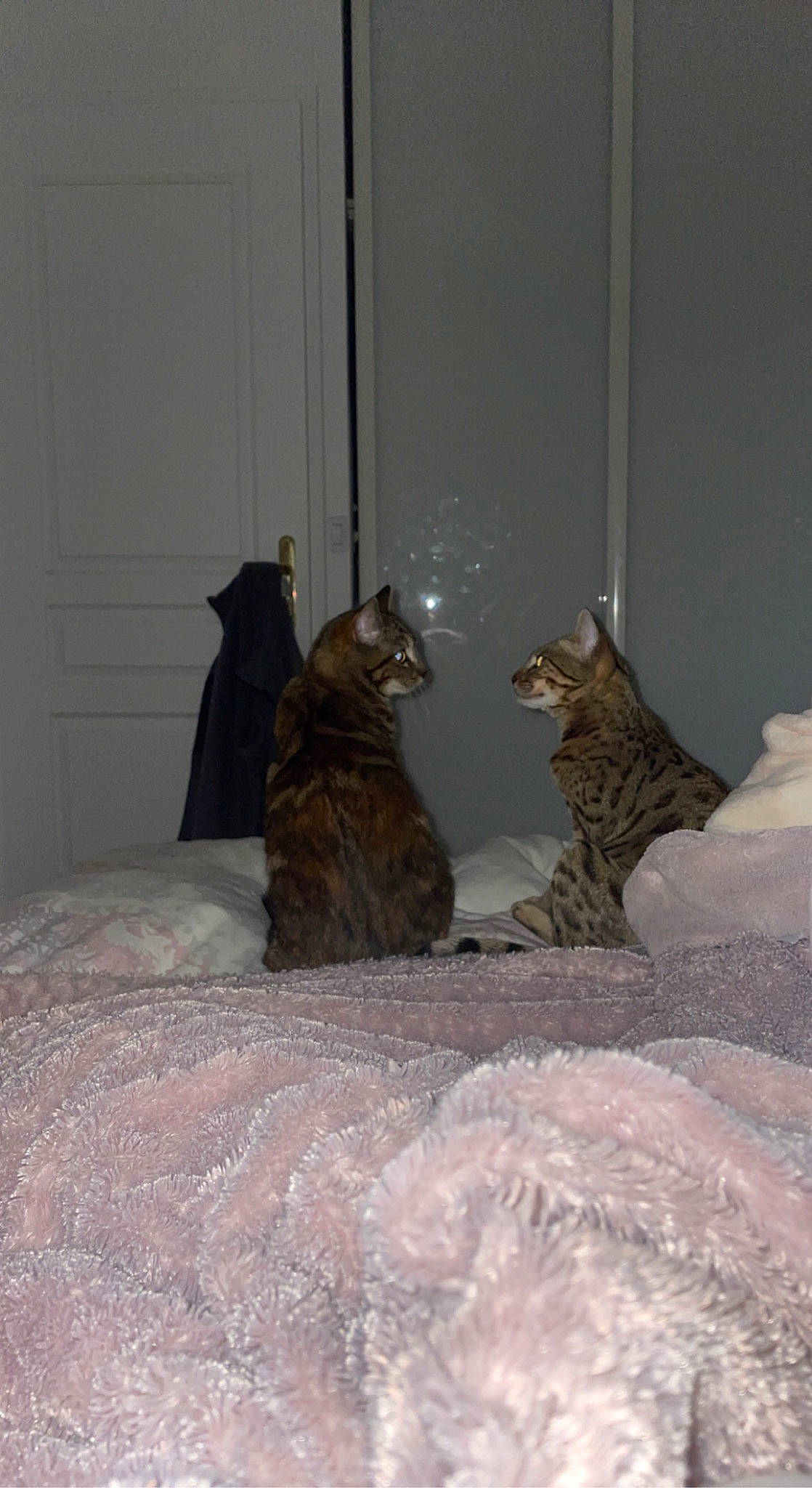 Agathe a rejoint le concours — aidez-le/la à gagner de superbes lots ! brown, carnivore, cat, comfort, domestic_short_haired_cat, door, felidae, fur, grey, room, small_to_medium_sized_cats, snow, tail, terrestrial_animal, whiskers, window, winter