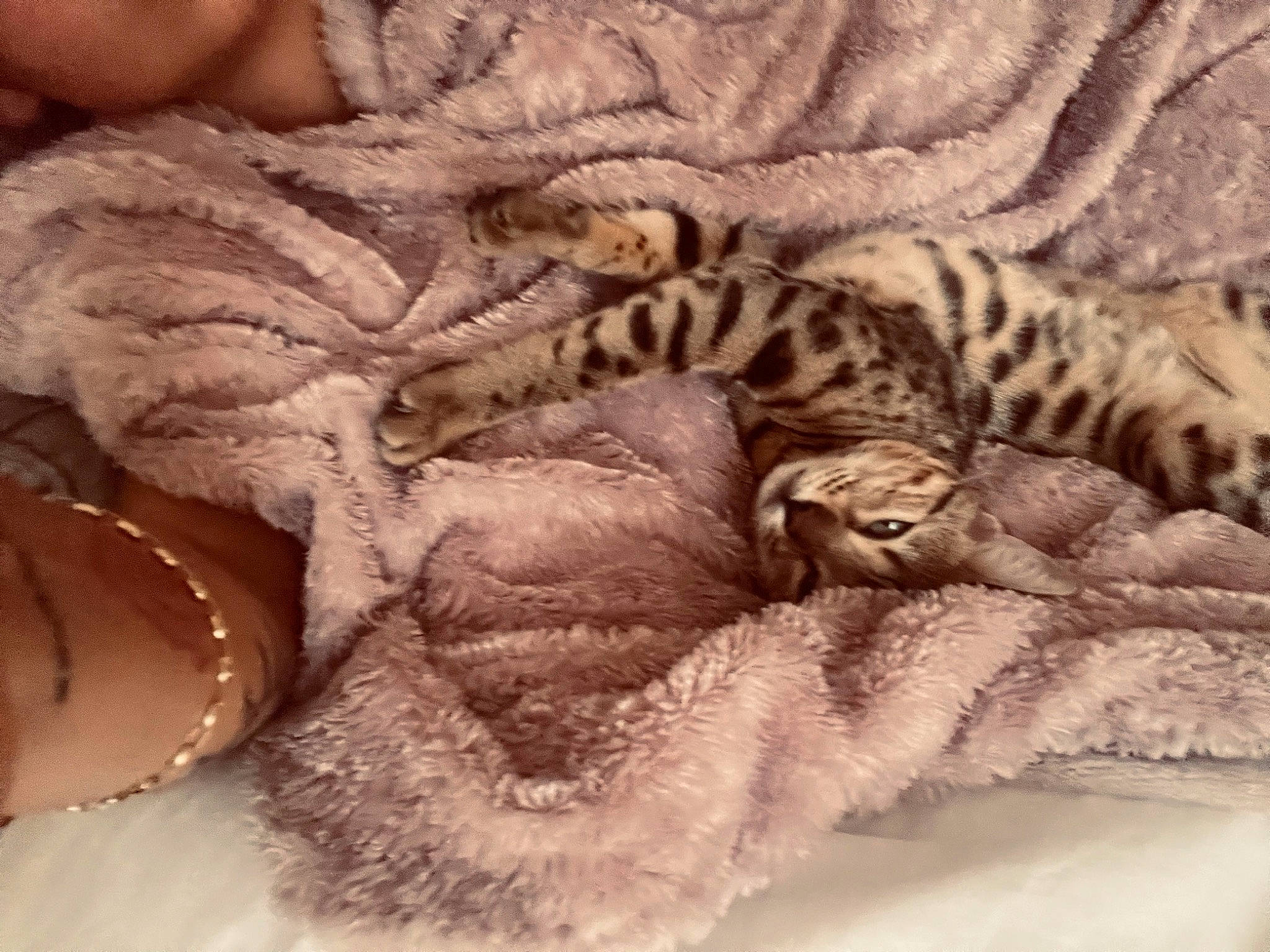 Tanka participe au concours pour gagner de l'argent avec cette photo : carnivore, cat_bed, claw, close_up, comfort, domestic_short_haired_cat, felidae, fur, linens, nap, pattern, paw, sleep, small_to_medium_sized_cats, tail, terrestrial_animal, whiskers, wool, wrinkle