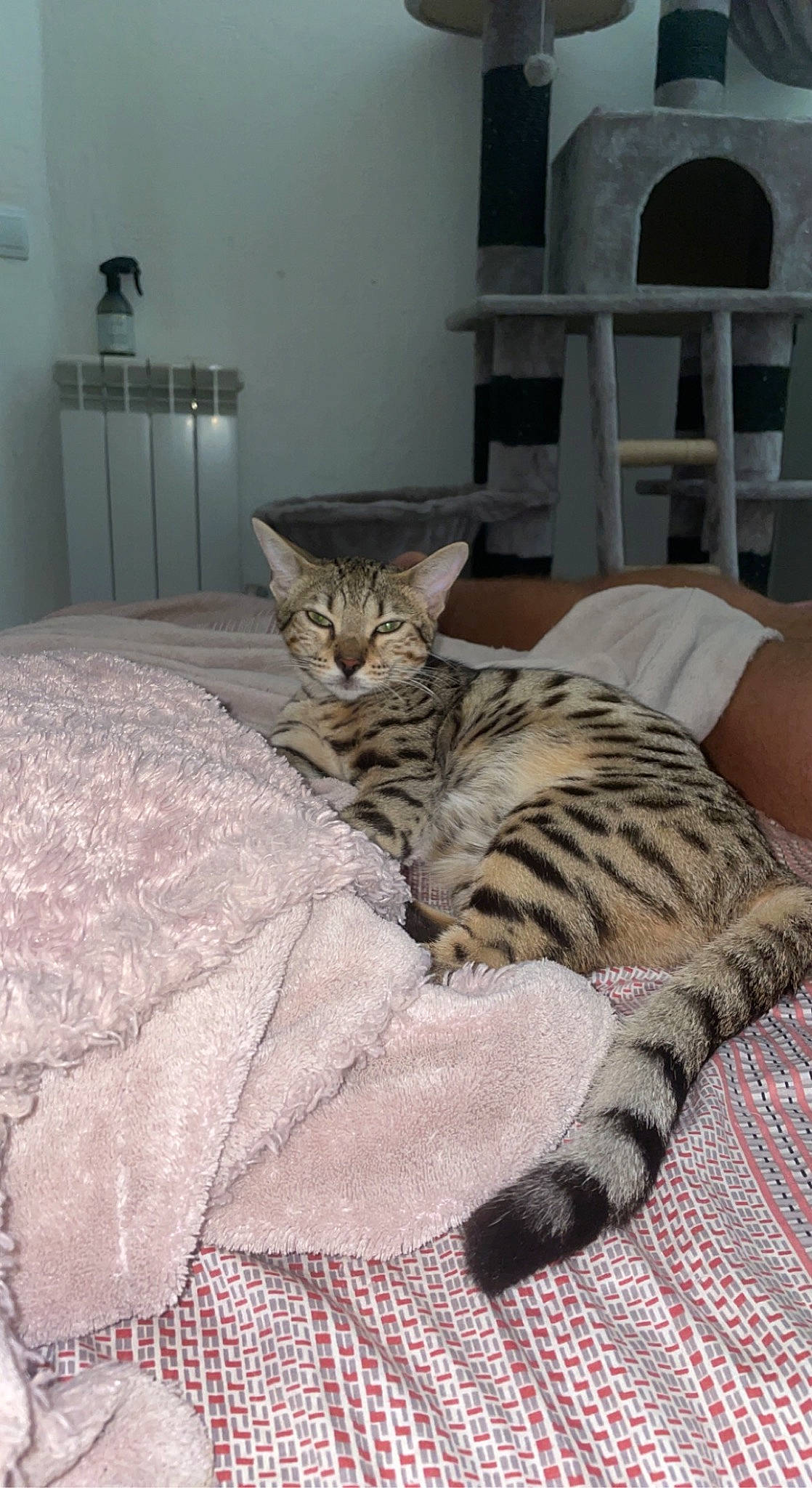 Tanka a rejoint le concours — aidez-le/la à gagner de superbes lots ! bed, bed_sheet, bedding, carnivore, cat, chair, comfort, domestic_short_haired_cat, felidae, floor, fur, furniture, grey, hardwood, linens, pattern, room, small_to_medium_sized_cats, terrestrial_animal, whiskers