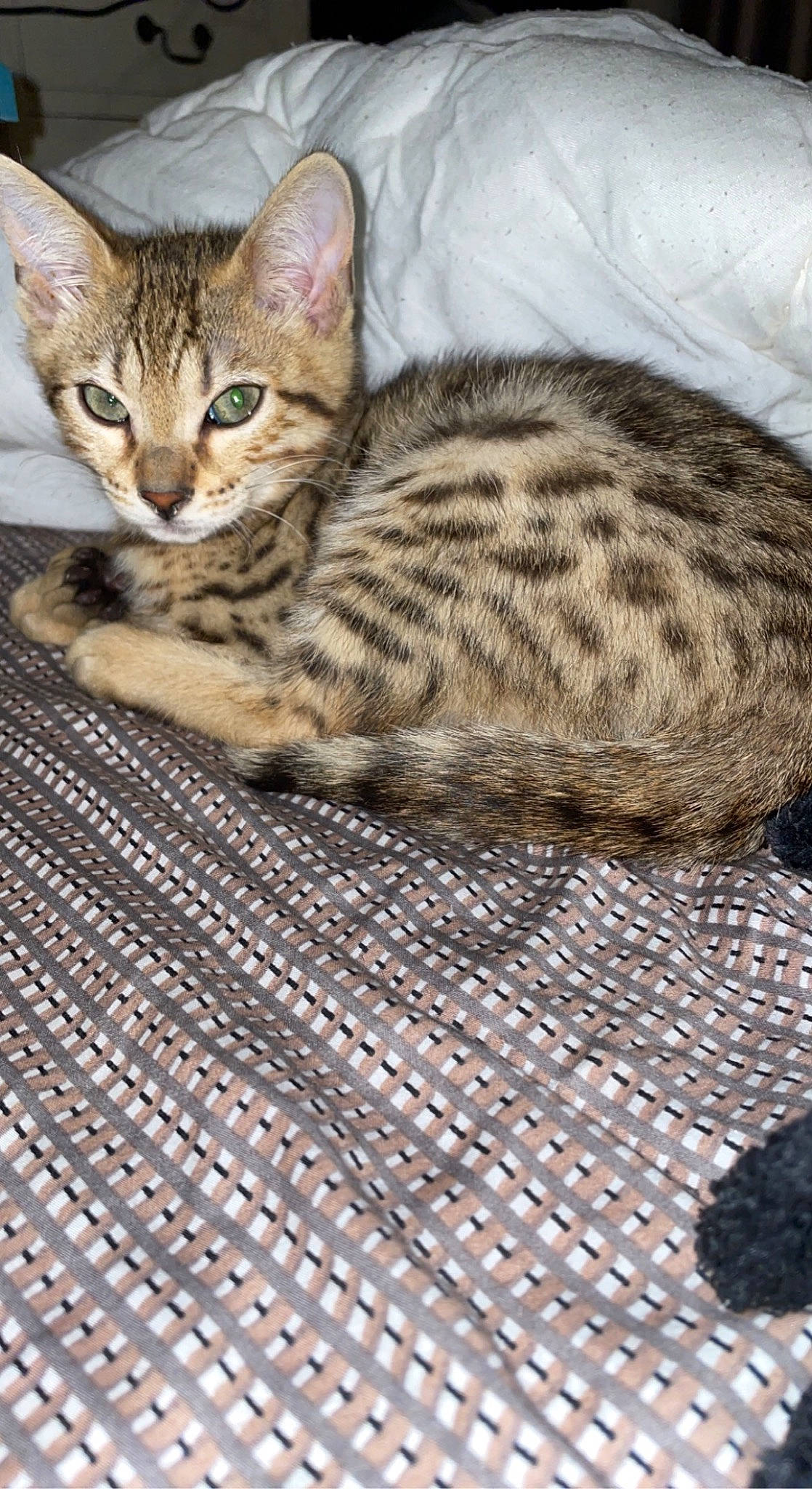 Tanka participe au concours pour gagner de l'argent avec cette photo : carnivore, cat, comfort, domestic_short_haired_cat, felidae, flooring, fur, pattern, small_to_medium_sized_cats, terrestrial_animal, whiskers