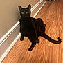 Binx is registered to the contest to win money with this photo: black_cat, cat, pets, indoor, wooden_floor, beige_wall, curious, sitting, animal, feline, domestic_cat, two_cats, floor, home, relaxed, whiskers, tail, ears, yellow_eyes, quiet