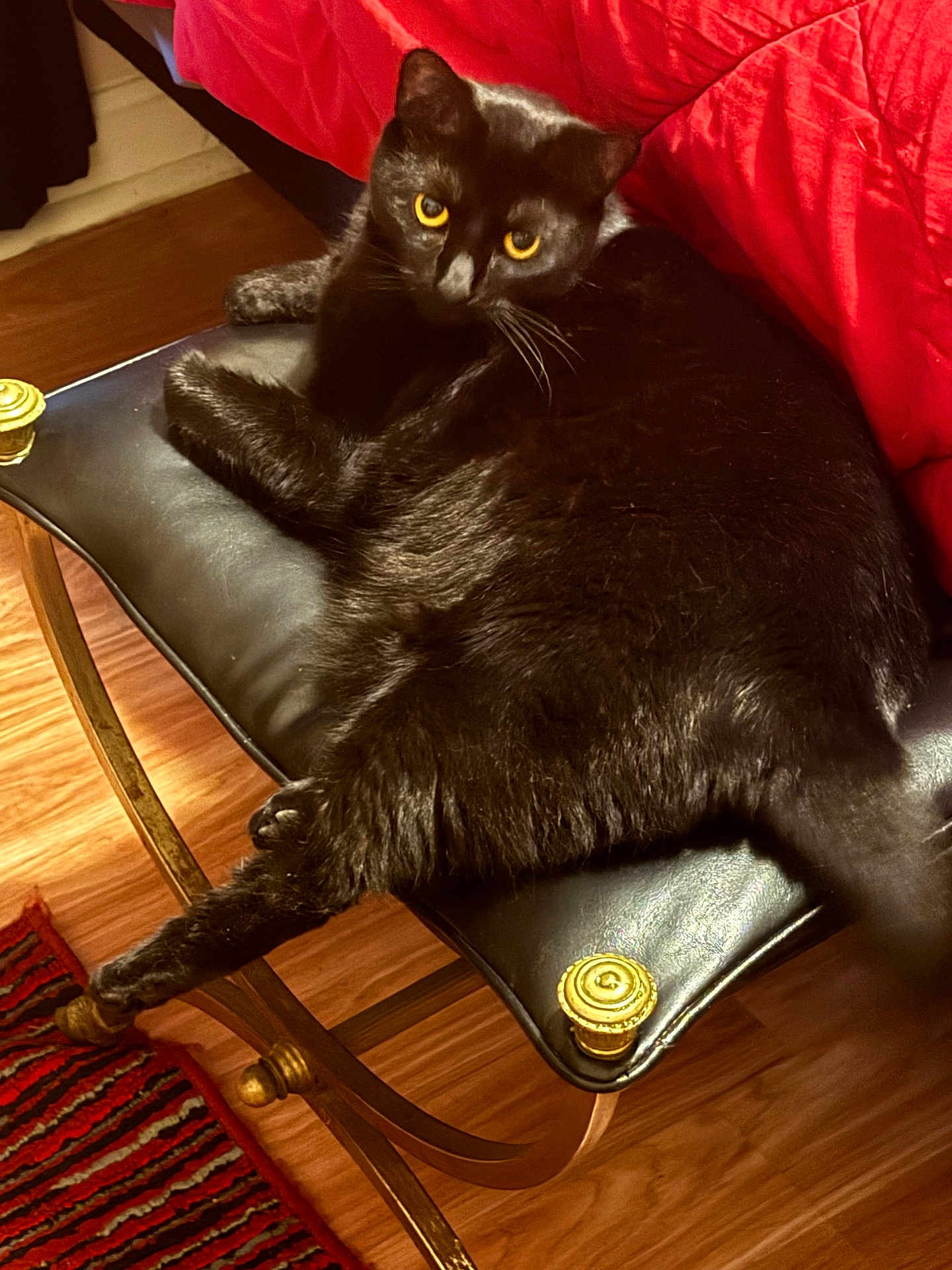 Binx is registered to the contest to win money with this photo: black_cat, cat, pet, animal, feline, yellow_eyes, leather_bench, cushion, golden_accent, wooden_floor, red_blanket, indoor, relaxed, resting, fur, whiskers, paw, tail, looking, closeup