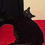 cat, black_cat, pet, indoor, bed, red_bedspread, feline, animal, resting, curious, yellow_eyes, fur, tail, paw, cozy, relaxed, looking_back, domestic_animal, mammal, cute