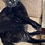 black_cat, cat, pet, feline, animal, yellow_eyes, fur, whiskers, chair, indoor, relaxed, looking_at_camera, close_up, domestic_cat, sitting, cozy, texture, brown, comfortable, portrait