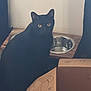 Binx is registered to the contest to win money with this photo: black_cat, cat, indoor, pet, animal, water_bowl, wooden_stand, cardboard_box, yellow_eyes, floor, feline, sitting, looking, quiet, home, domestic, curious, furniture, shadow, light